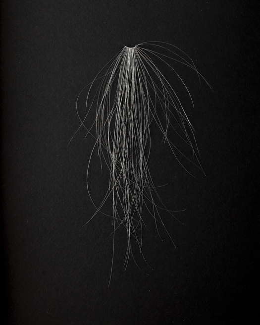 Col xl ls lys mellem 2025